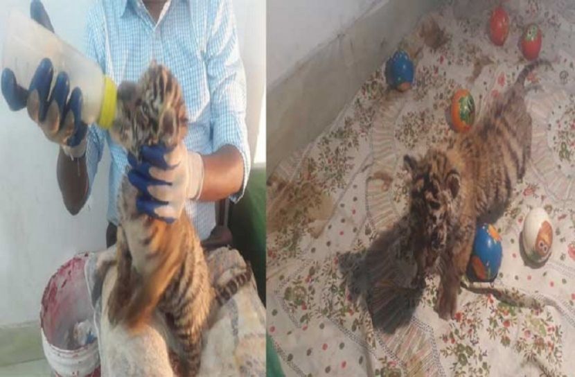 চট্টগ্রামে মানুষের মমতায় বড় হচ্ছে বাঘ শাবক