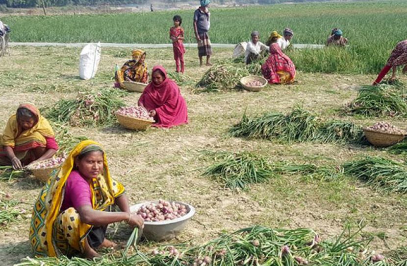 পদ্মার চরে পেঁয়াজের বাম্পার ফলনে খুশি চাষিরা