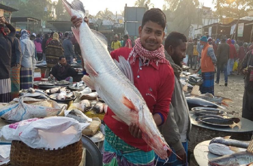 এক আইড় মাছ ৪০ হাজার টাকা