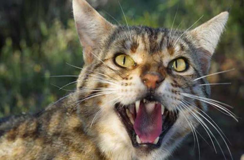 রাশিয়ায় বিড়াল পেল উপমন্ত্রীর পদ!