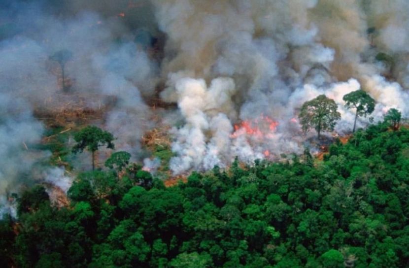 যে কারণে উজাড় হচ্ছে আমাজন!