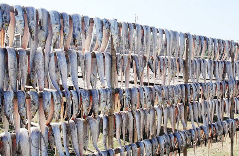 আধুনিক পদ্ধতিতে শুঁটকি উৎপাদন করবে সরকার