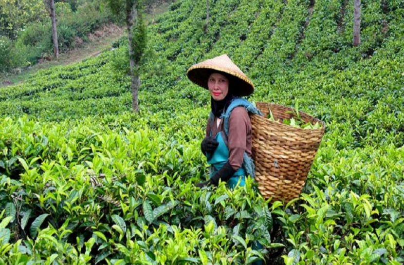 এ বছর রেকর্ড মূল্যে নীলগিরির চায়ের নিলাম