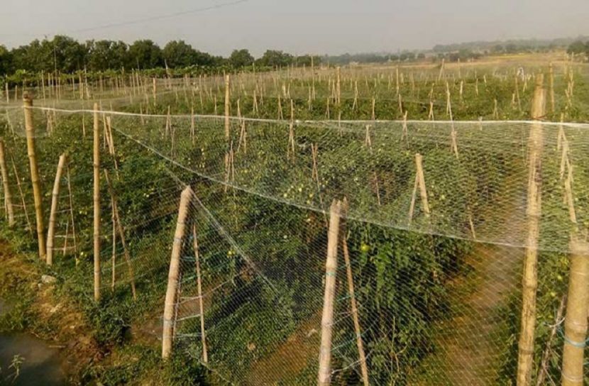 চাঁপাইনবাবগঞ্জে বারোমাসি টমেটো চাষে সফলতা