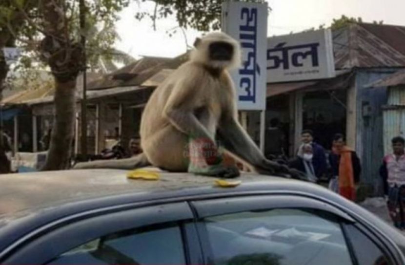 গোয়ালন্দে খাদ্যের সন্ধানে লোকালয়ে মুখপোড়া হনুমান