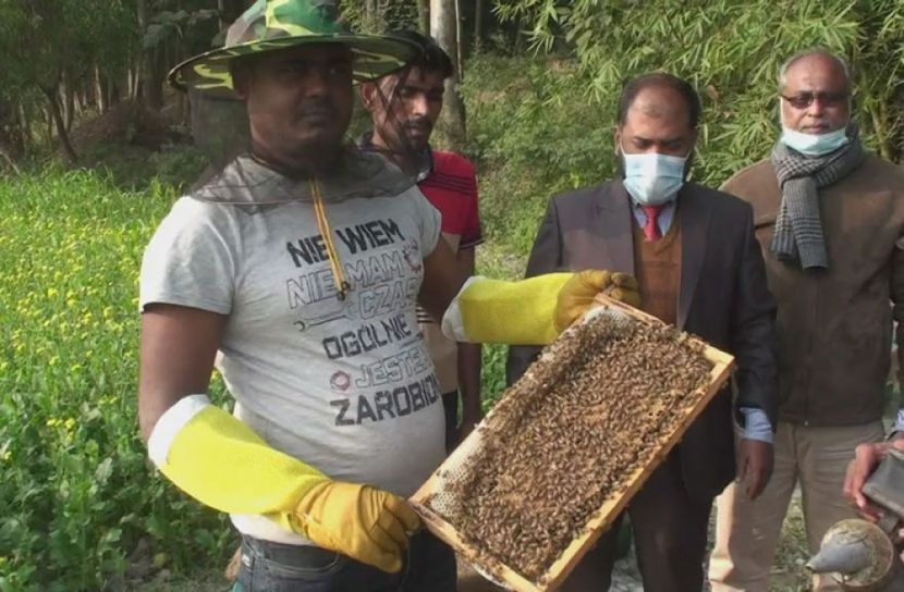 সরিষা ফুলের সমারোহ, টাঙ্গাইলের মৌচাষিরা মধু সংগ্রহে ব্যস্ত 