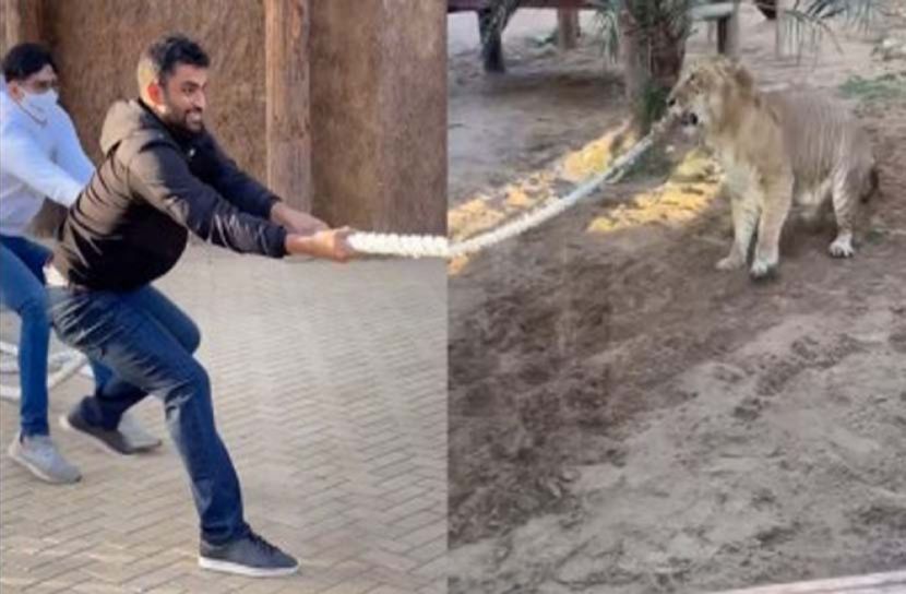 টাইগারের সঙ্গে আরেক টাইগারের লড়াই