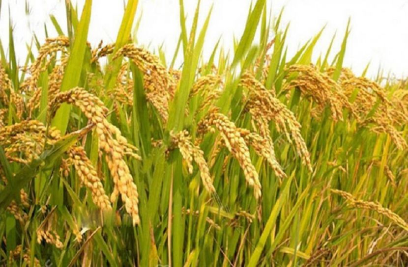 বারোমাস আবাদযোগ্য উচ্চমাত্রার জিংক সমৃদ্ধ ব্রি ধান-১০০