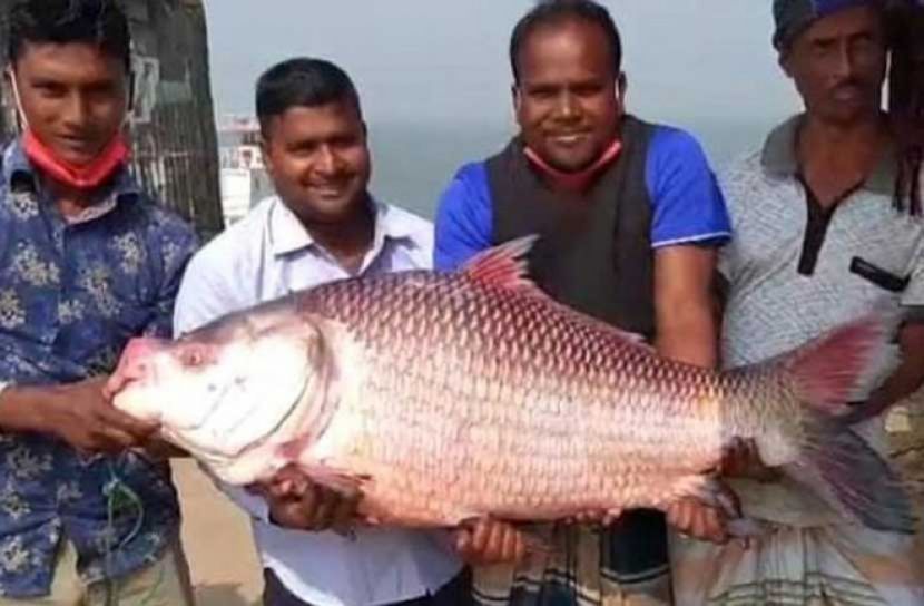 কাতলের দাম ৪৪ হাজার