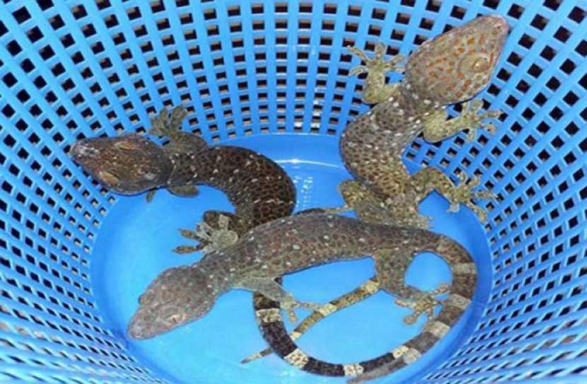 বরগুনায় চার কোটি টাকা মূল্যের তক্ষক উদ্ধার