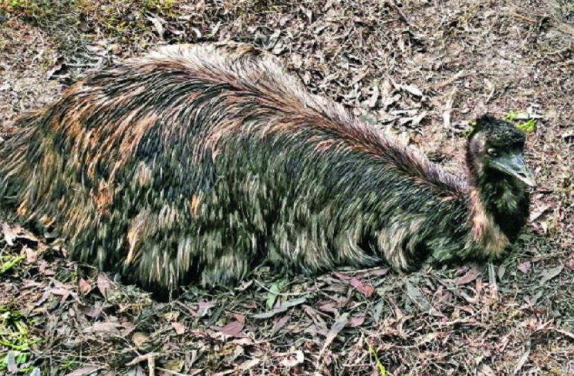 সাফারি পার্কে ইমু’র নতুন অতিথি