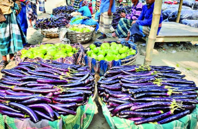 বেগুন চাষে লাভবান মানিকগঞ্জের কৃষক