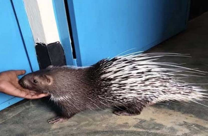 পোষ মেনেছে বনের সজারু!