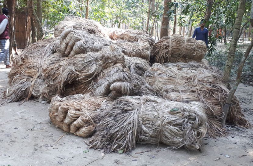 বোয়ালমারীতে ১২০ মণ চোরাই পাট জব্দ