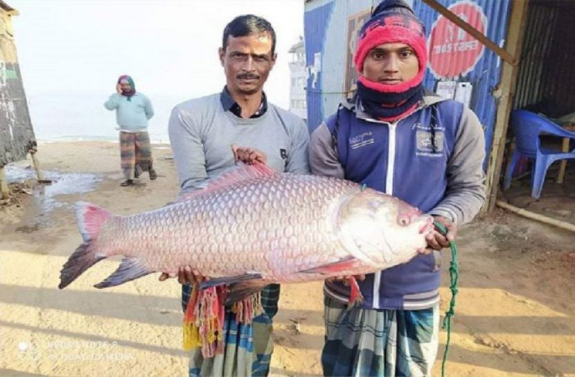 এক কাতল ৩৫ হাজার টাকা