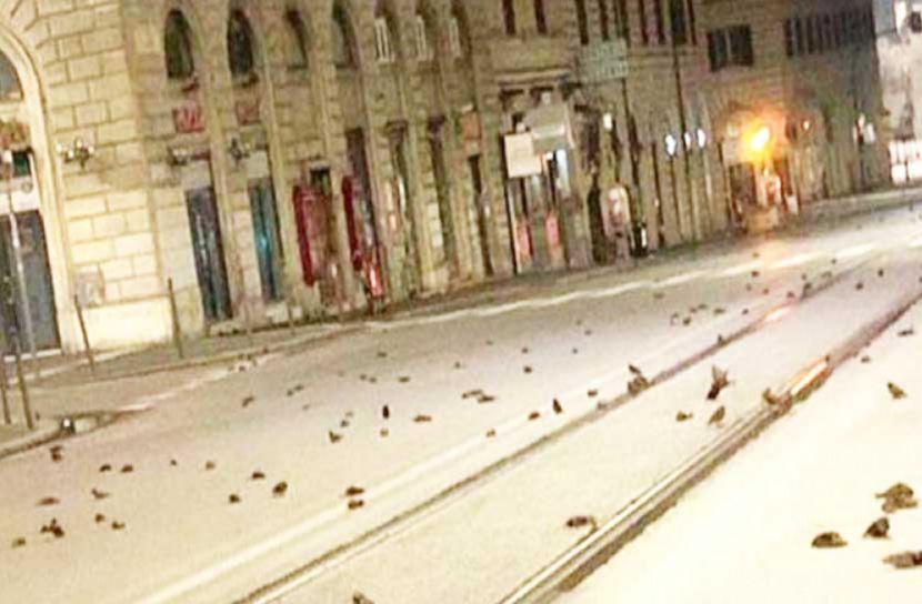 থার্টিফার্স্ট : আতশবাজি প্রাণ গেলো কয়েকশ পাখির!