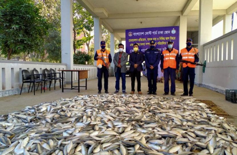 চাঁদপুরে ২৫০০ কেজি জাটকা জব্দ