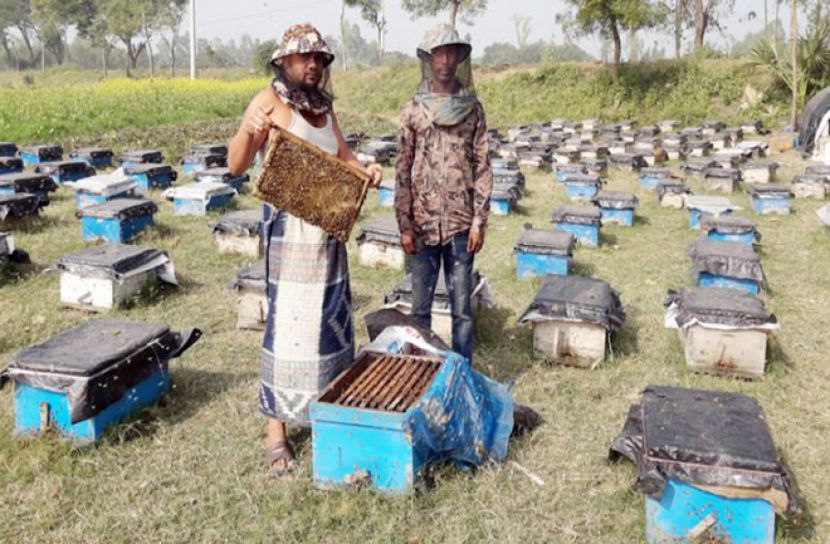 মধু সংগ্রহে ব্যস্ত মানিকগঞ্জের মৌচাষিরা
