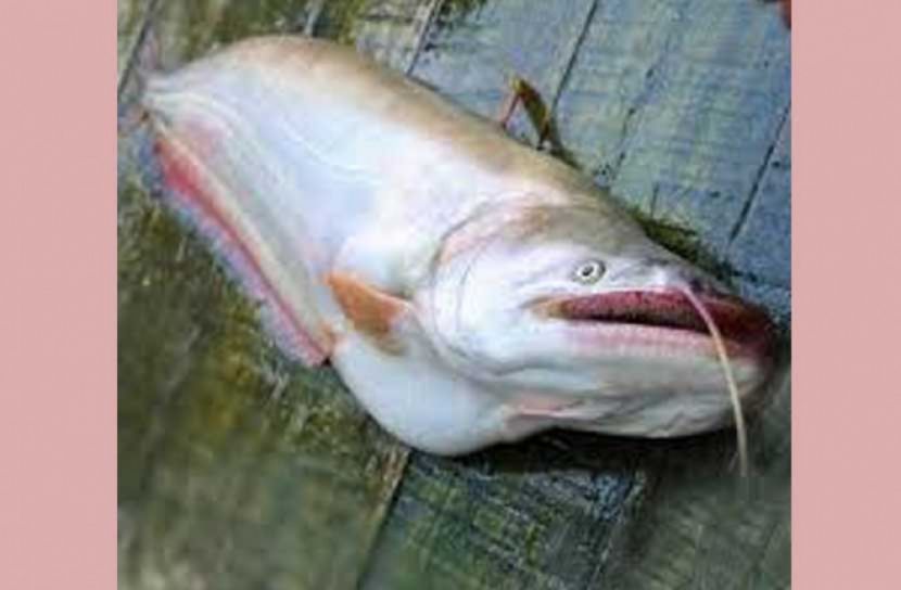 বোয়ালের দাম ২৮ হাজার