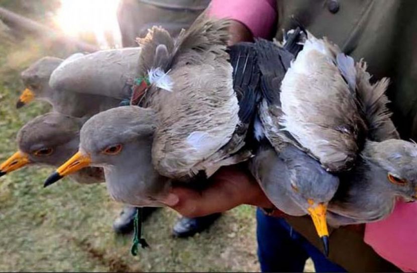 হবিগঞ্জে পাঁচটি বিদেশি ‘মেটেমাথা-টিটি’ পাখি উদ্ধার