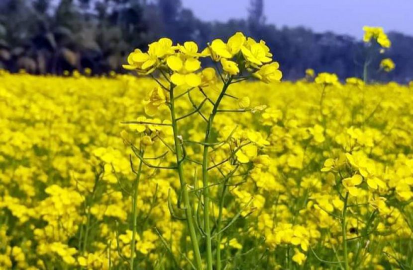 দৃষ্টিজুড়ে যেন হলুদের সমারোহ