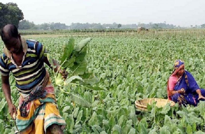 ন্যায্যমূল্য থেকে বঞ্চিত সিঙ্গাইরের  সবজি চাষিরা