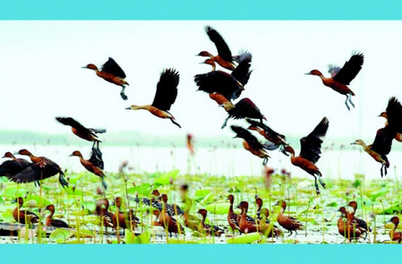 মানিকগঞ্জে অতিথি পাখির মিলনমেলা