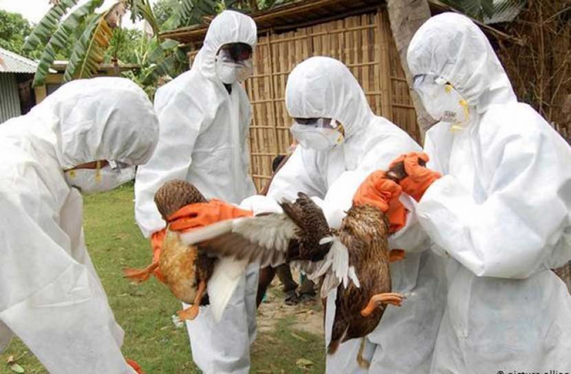 ভারতে করোনার মধ্যেই চোখ রাঙাচ্ছে বার্ডফ্লু