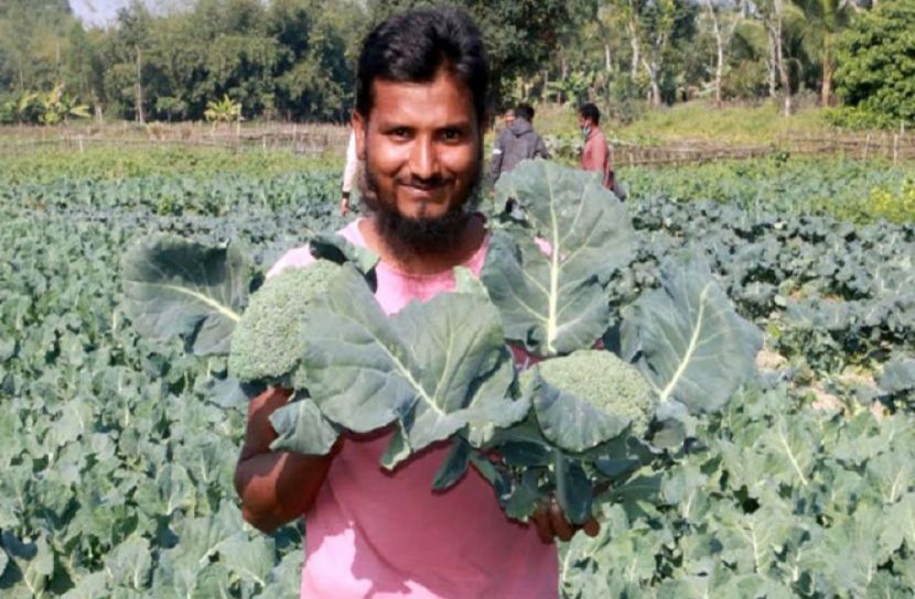 ব্রকোলি চাষে কৃষকের মুখে হাসি