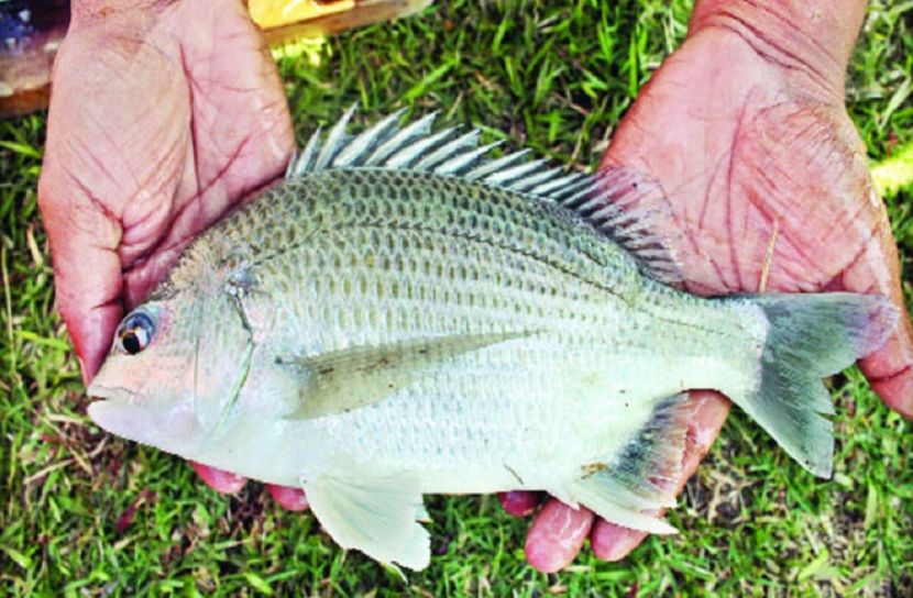 কৃত্রিম উপায়ে দাতিনা মাছের পোনা উৎপাদন