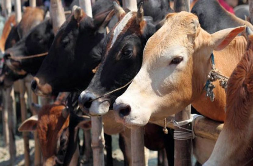 কুড়িগ্রামে ক্ষুরা রোগে ৪০ গরুর মৃত্যু