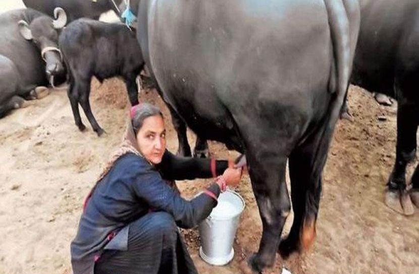 দুধ বিক্রি করেই কোটিপতি বৃদ্ধা