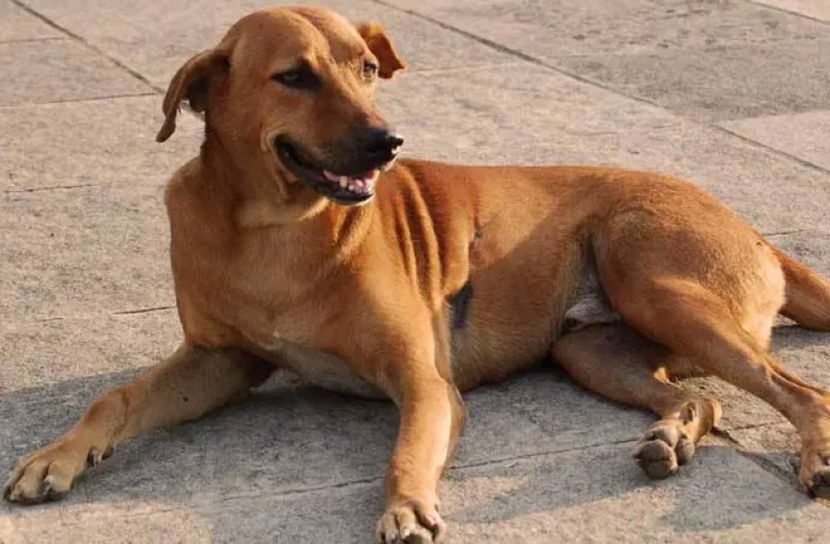 ছেলের প্রতি বিরক্ত বাবা সম্পদ দিলেন কুকুরের নামে!