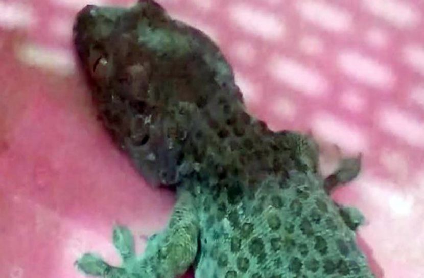 নড়াইলে তক্ষক উদ্ধার