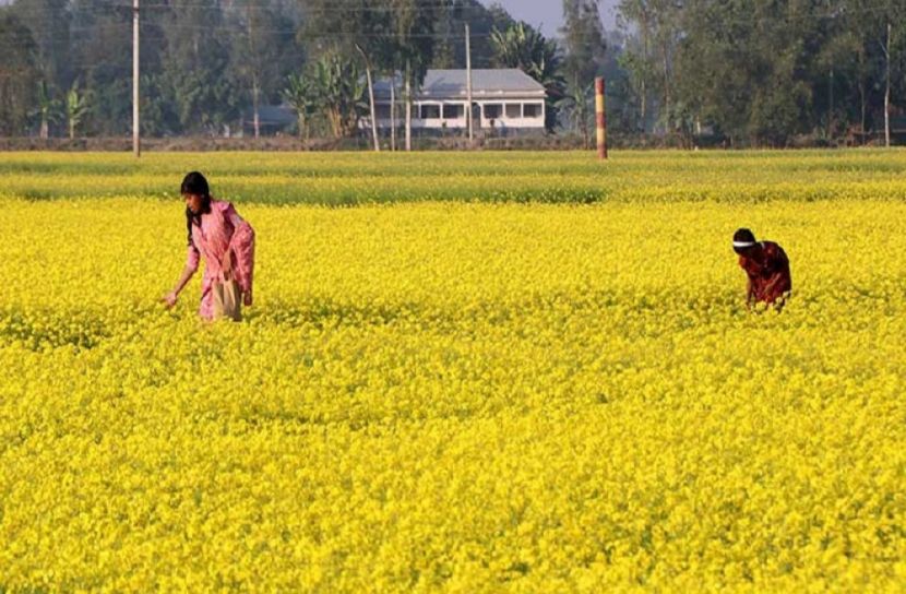 জয়পুরহাটে সরিষার বাম্পার ফলনের আশাবাদ