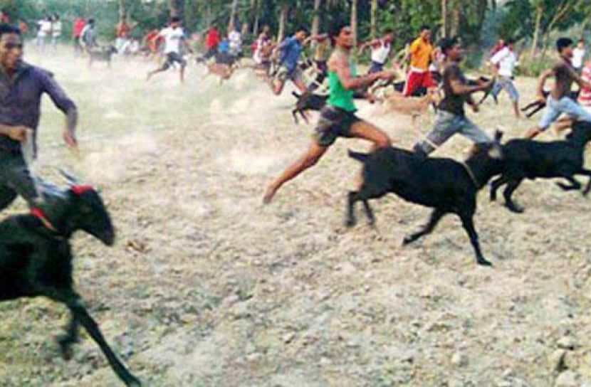 ছাগল দৌড়ে প্রথম সাকিব