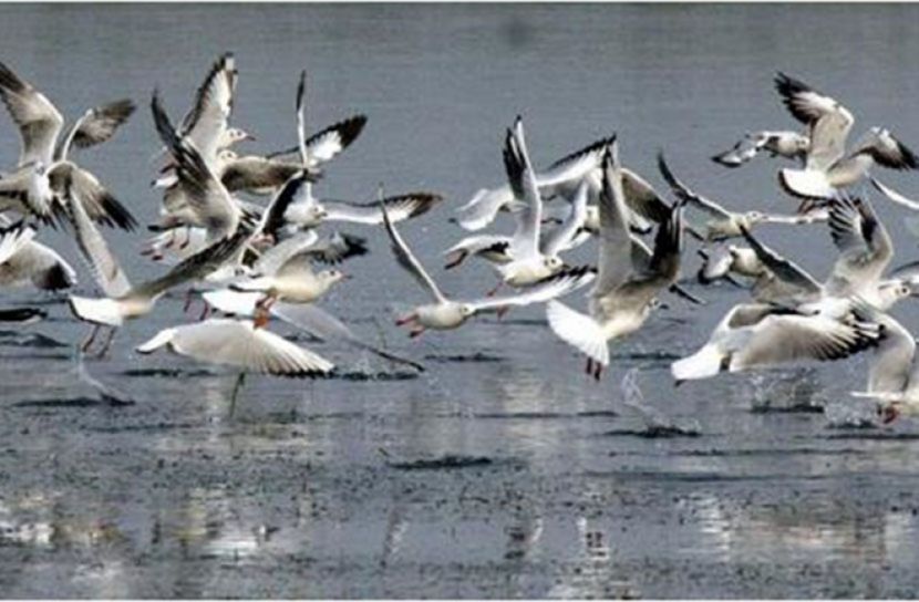 সেই ‘পাখিবাড়ি’ যাতায়াতের রাস্তা নির্মাণে বাধা