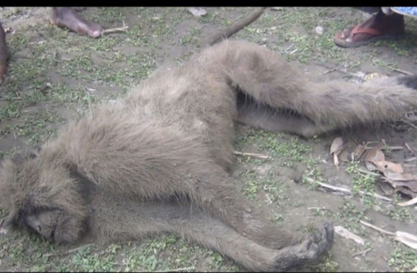 বাঁচানো গেল না আগন্তুক হনুমানটিকে