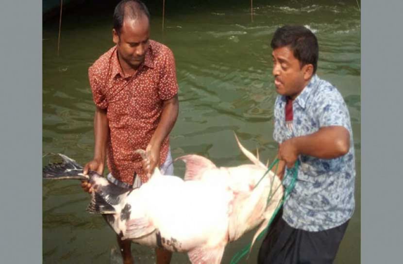 এক বাঘাইড় ৪২ হাজার টাকা!