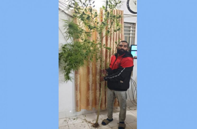 রাজধানীতে বিশাল গাঁজা গাছসহ এক ব্যক্তি আটক