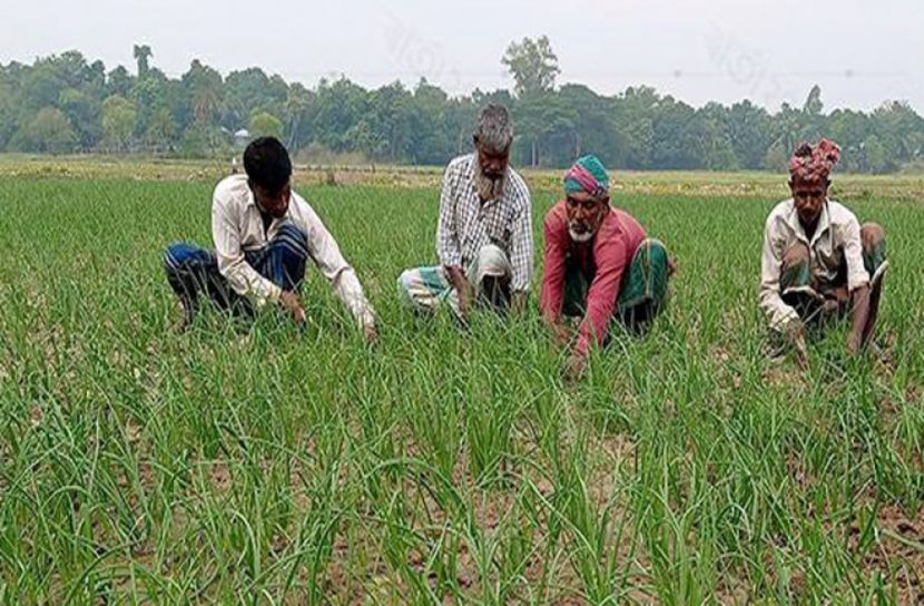 মানিকগঞ্জে পেঁয়াজ চাষে ব্যস্ত কৃষকরা