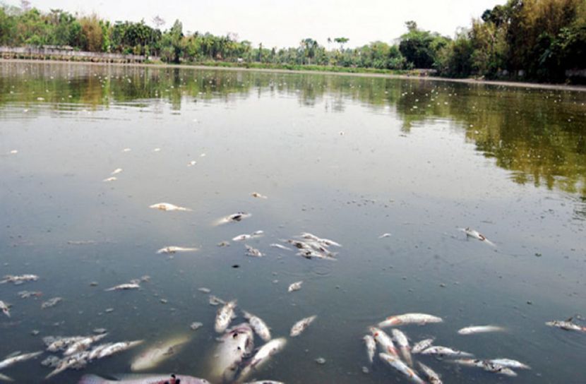 মাছের সঙ্গে এ কেমন শক্রতা 