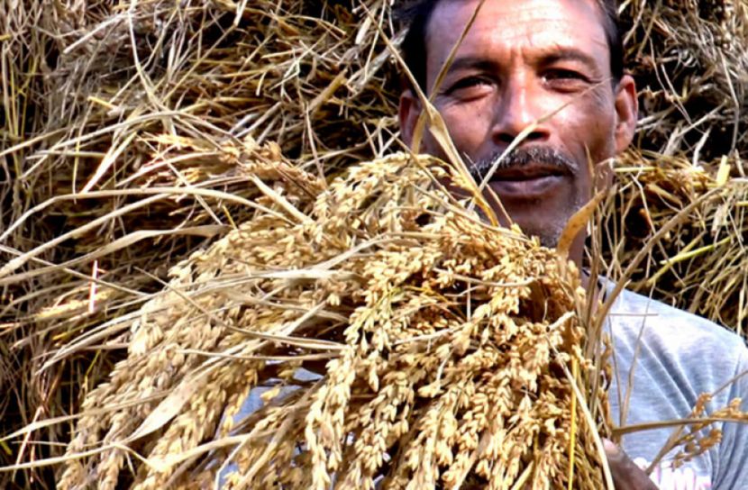 ‘খেজুর ছড়া’ ধানে বেশি ফলনের আশা