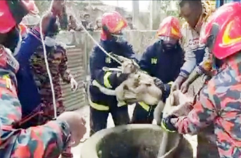 পরিত্যক্ত কূপ থেকে বন বিড়াল ও শাবক উদ্ধার