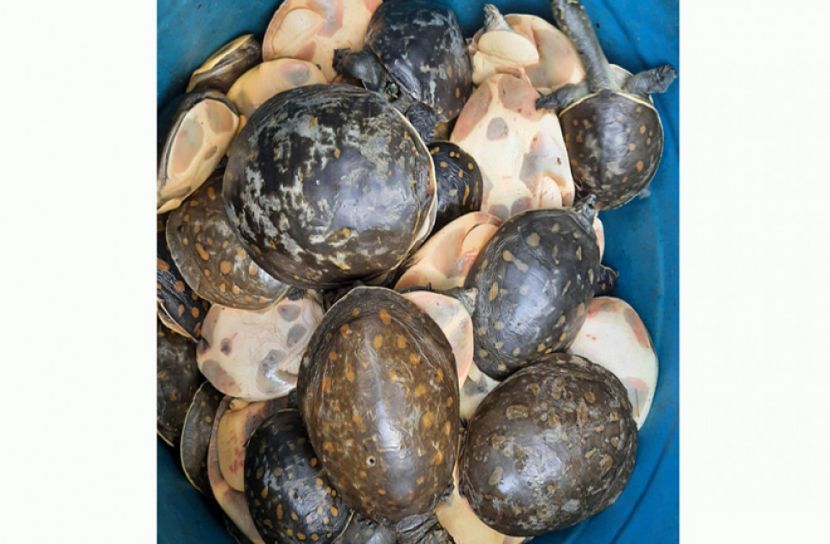 খুলনায় ৫৩টি সাউন্দি কচ্ছপ উদ্ধার