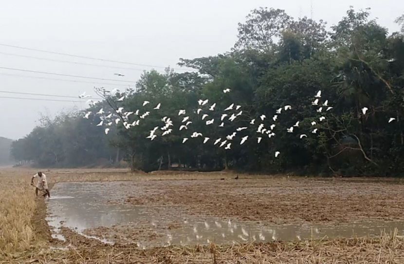 ফসলের মাঠে সাদা বকের মিলন মেলা