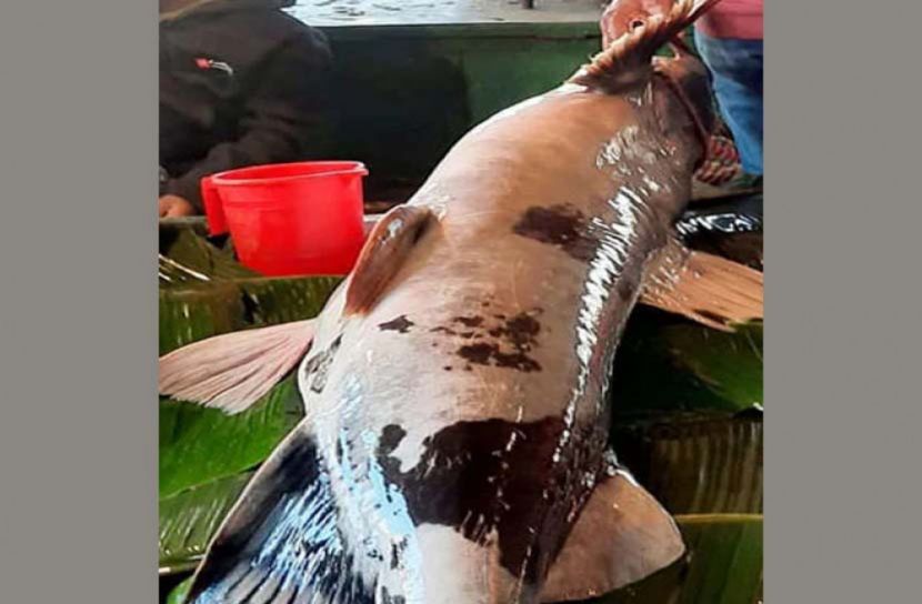 ৭৫ কেজির বাঘাইড়, দাম দেড় লাখ টাকা!