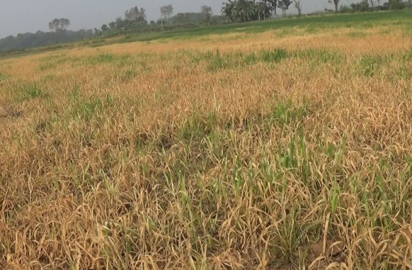 মেহেরপুরে ১২ বিঘা জমির ফসল বিনষ্ট