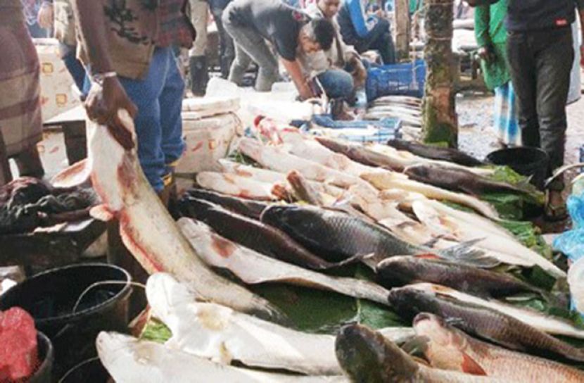 মৌলভীবাজারে ‘মাছের মেলা’ 