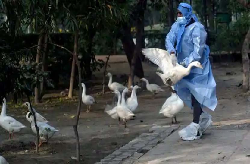 বার্ড ফ্লু: ভারত থেকে হাঁস-মুরগি আমদানি বন্ধ